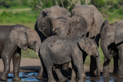 5 Days Gorillas & Wildlife from Kigali 5 Days Gorillas & Wildlife from Kigali
