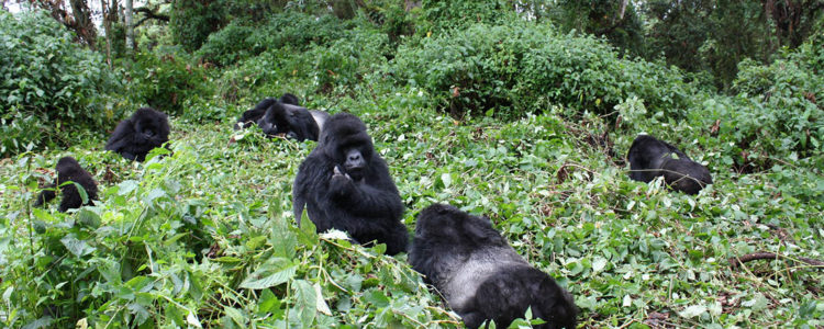 RWANDA GORILLA GROUPS