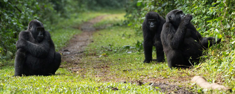 UGANDA GORILLA GROUPS