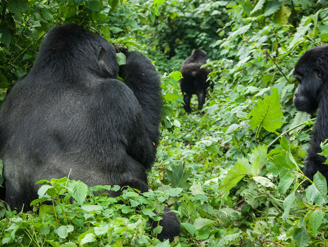 gorilla trekking video gorilla trekking video