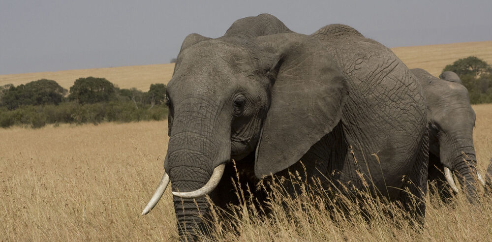 kenya safaris kenya safaris