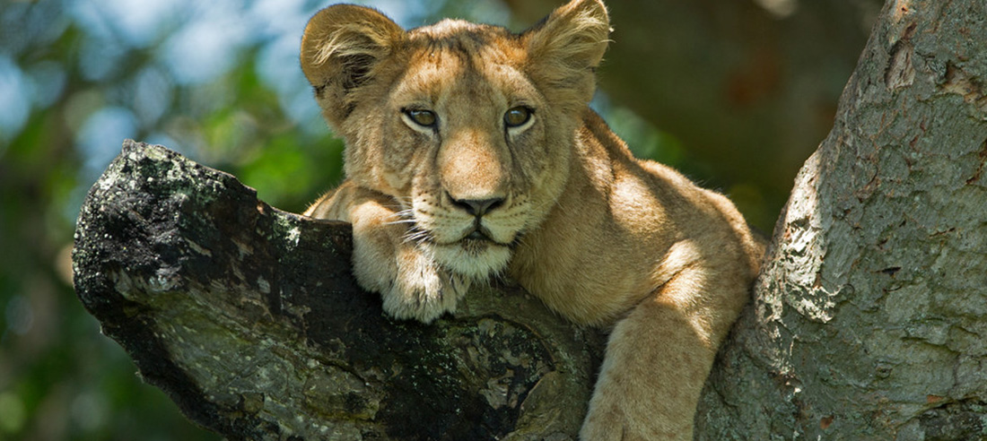 lion in queen elizabeth national park lion in queen elizabeth national park